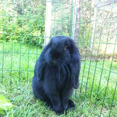 Kanin Fransk vædder - NIIIIELS