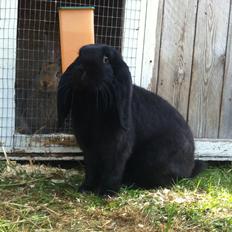 Kanin Fransk vædder - NIIIIELS