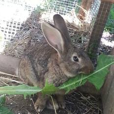 Kanin Bybjærggårdens Vanilie