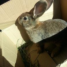 Kanin Bybjærggårdens Vanilie