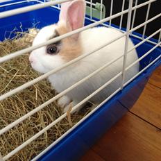 Kanin Birkegades Plet