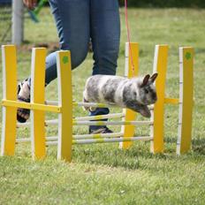 Kanin Fyldbinggaards Cupcake *Solgt*