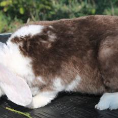 Kanin Den Glade Gulerod's E.B.