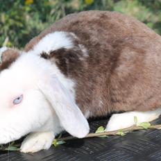 Kanin Den Glade Gulerod's E.B.