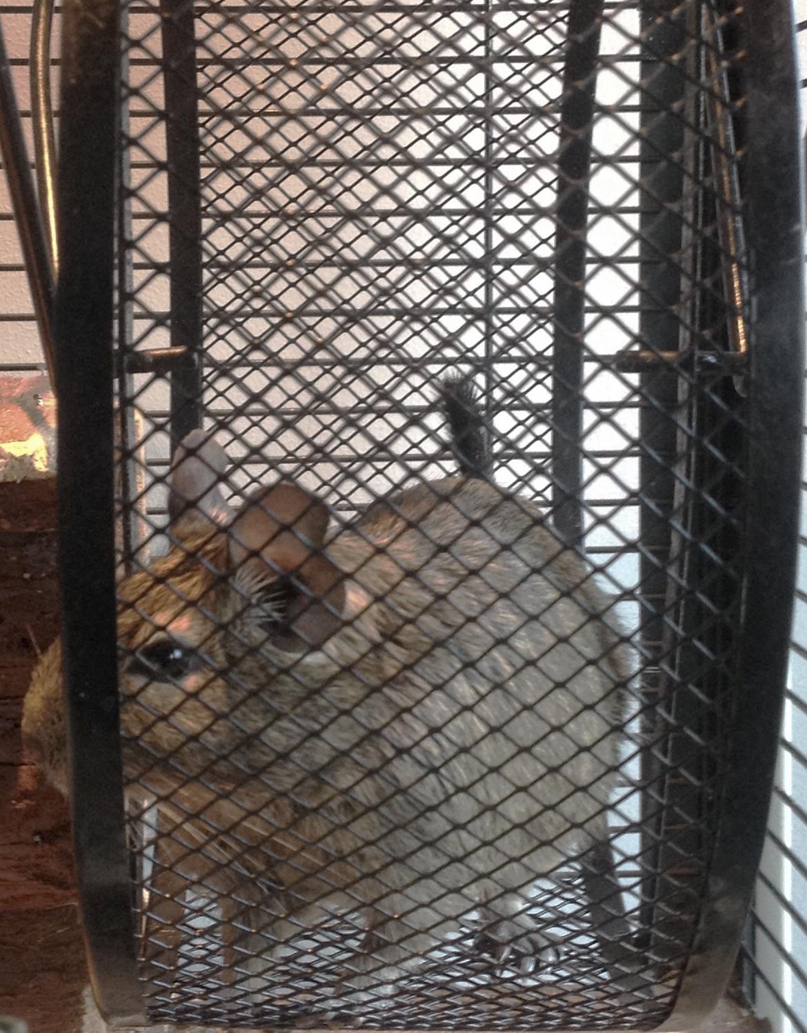 Degu Lotus billede 3