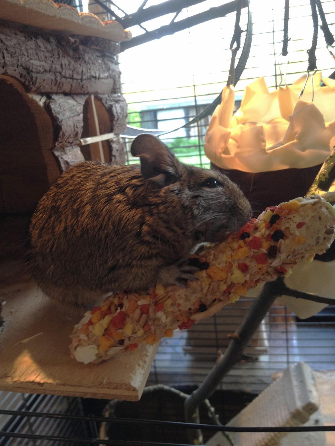 Degu Lotus billede 4