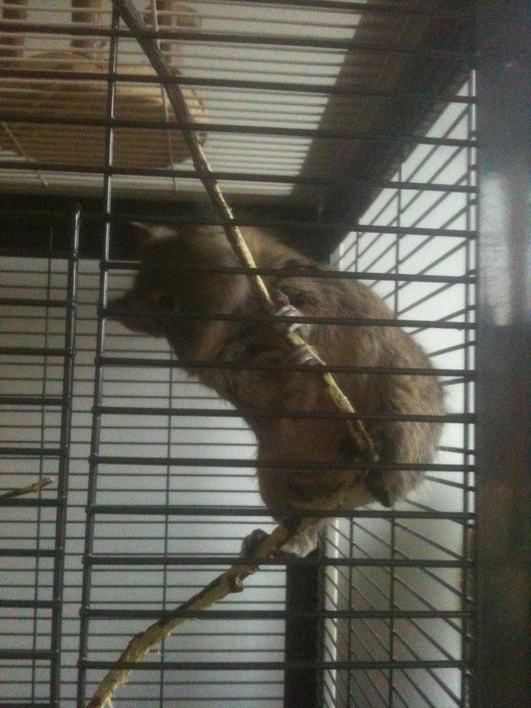 Degu Lotus - Ret uskarp ved det, men kunne altså bare ikke lade være med at lægge det ud <3 billede 5