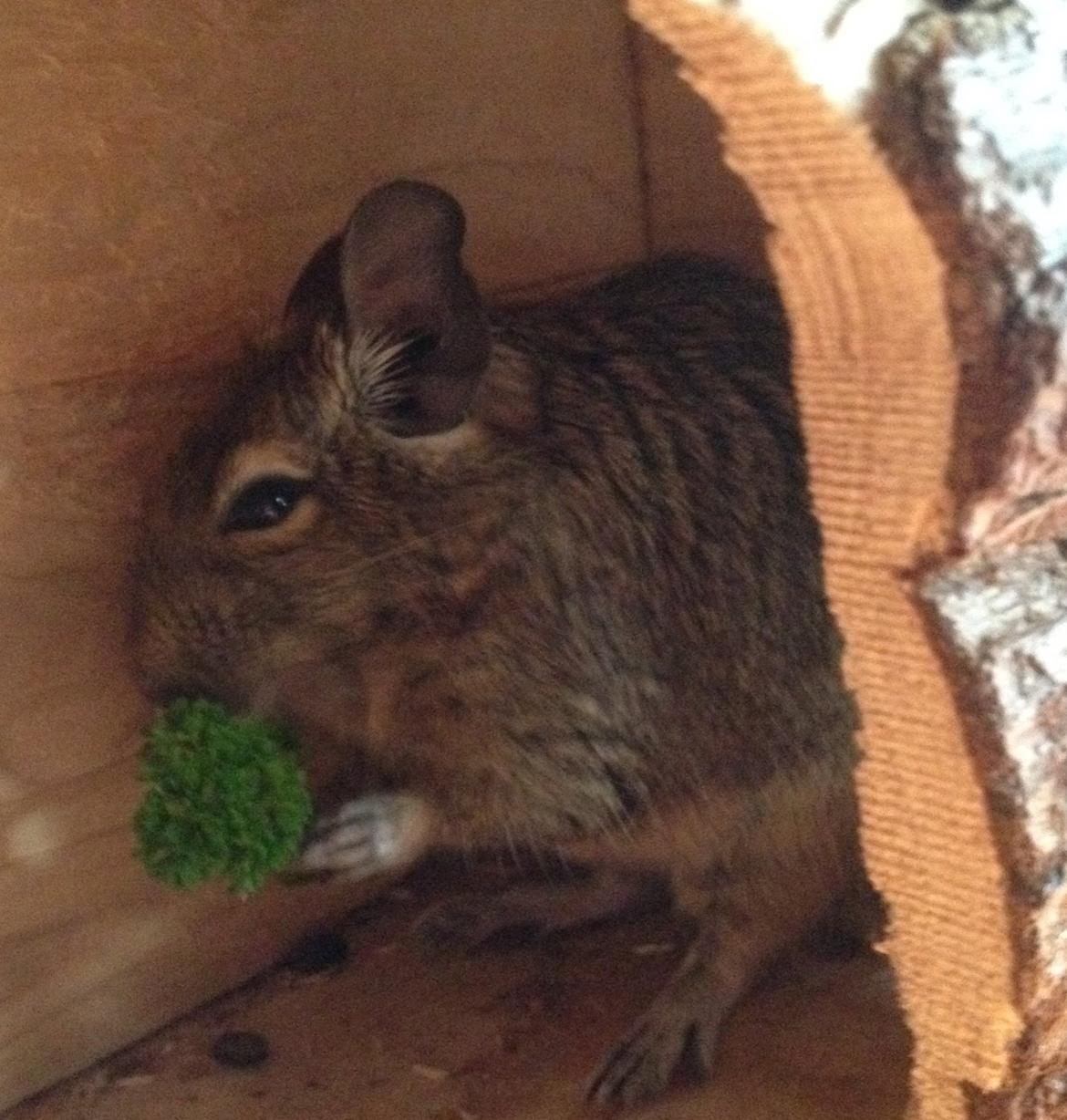 Degu Lotus - Persille billede 2