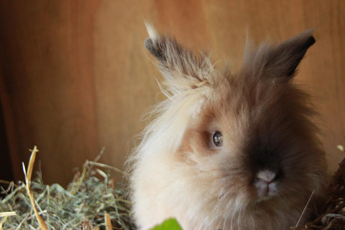 Kanin Prince Charming |Løvehoved/Teddy| billede 1