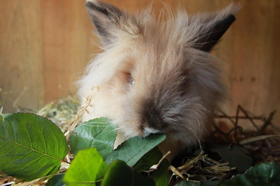 Kanin Prince Charming |Løvehoved/Teddy| billede 3