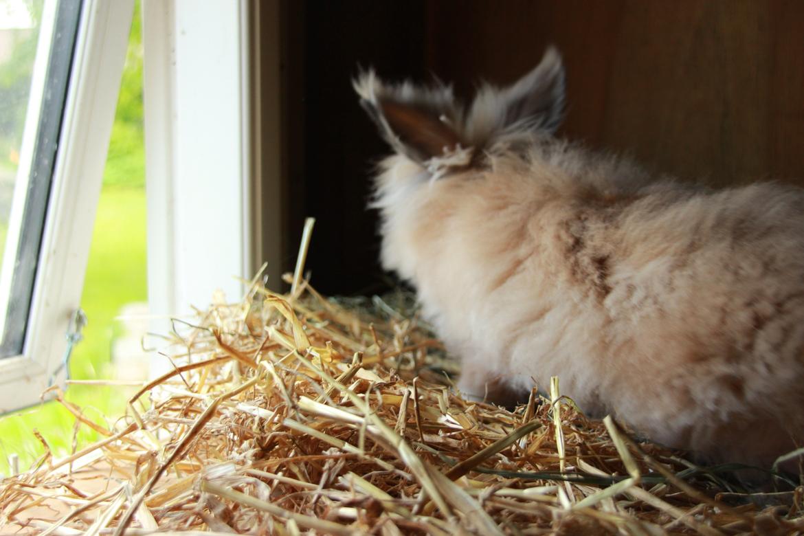 Kanin Prince Charming |Løvehoved/Teddy| billede 4