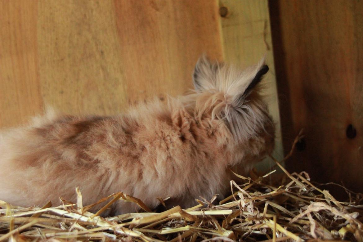 Kanin Prince Charming |Løvehoved/Teddy| billede 5