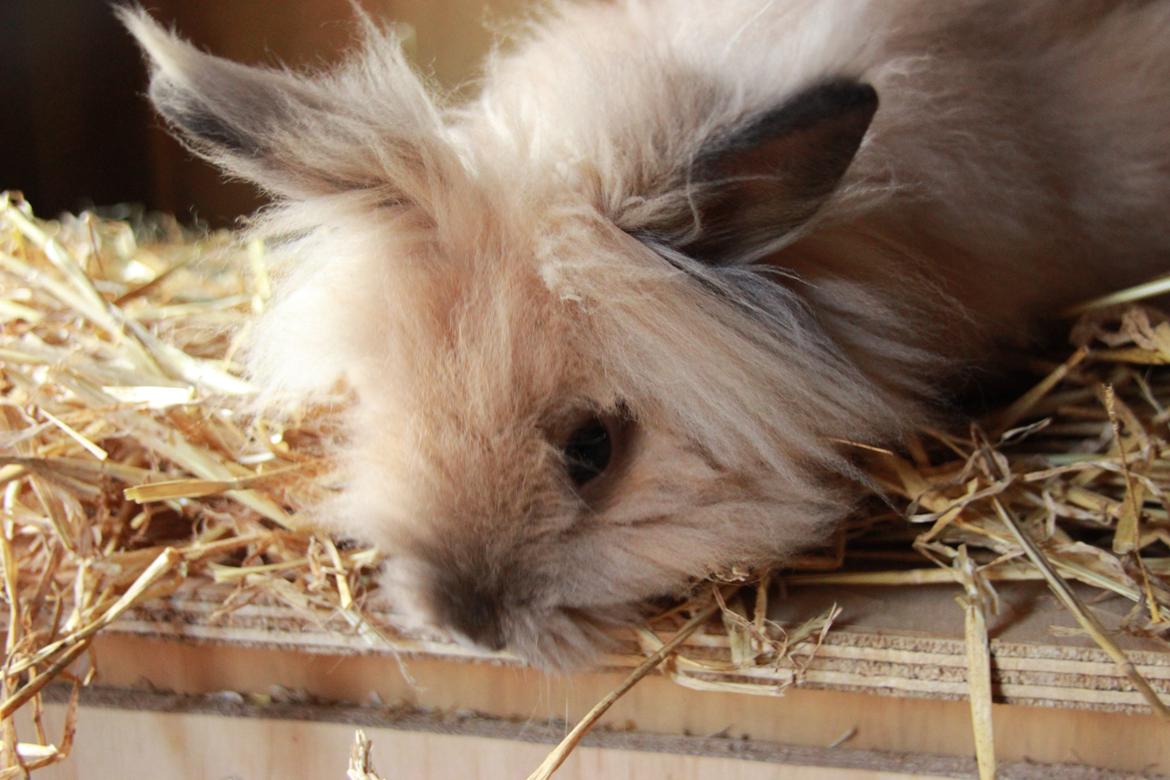 Kanin Prince Charming |Løvehoved/Teddy| billede 6