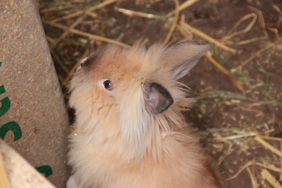 Kanin Prince Charming |Løvehoved/Teddy| billede 7