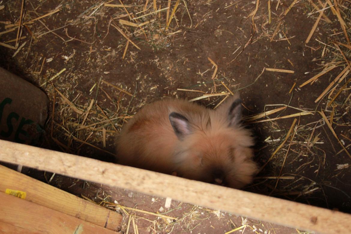 Kanin Prince Charming |Løvehoved/Teddy| billede 8