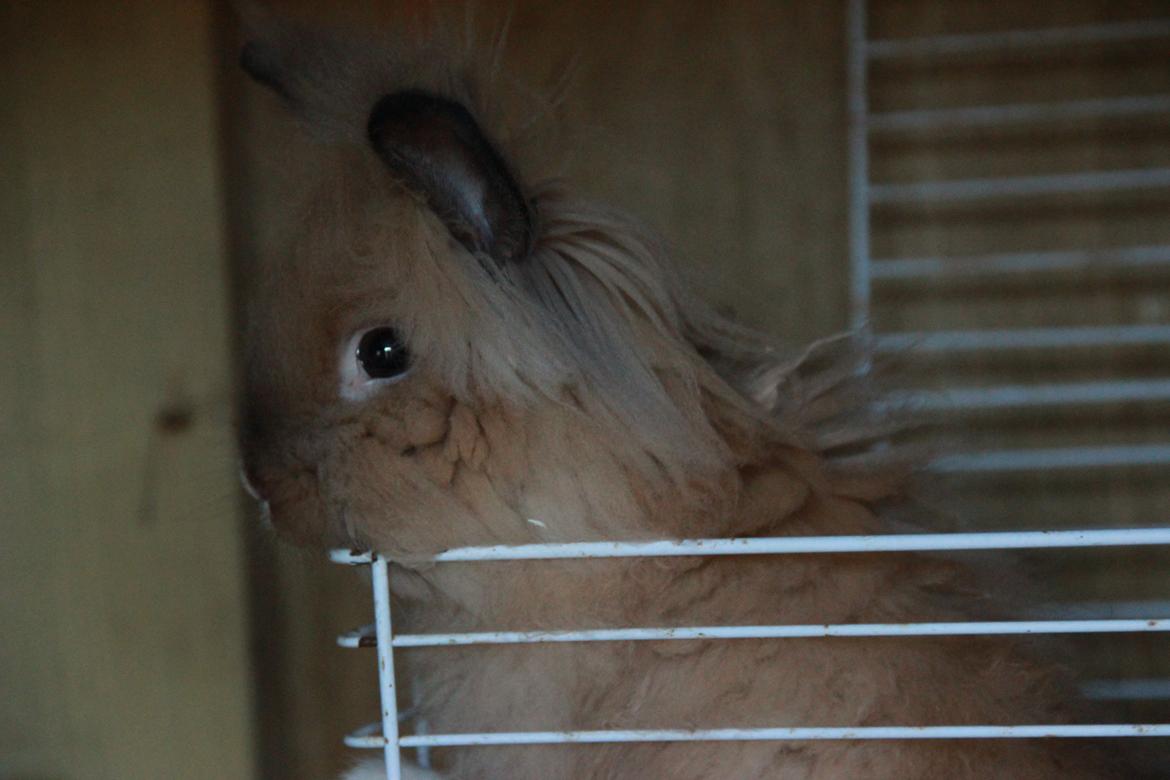 Kanin Prince Charming |Løvehoved/Teddy| billede 9