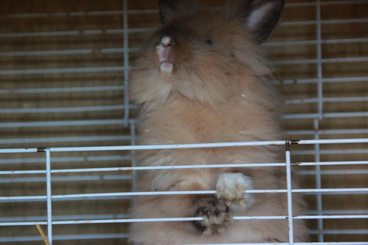 Kanin Prince Charming |Løvehoved/Teddy| billede 10