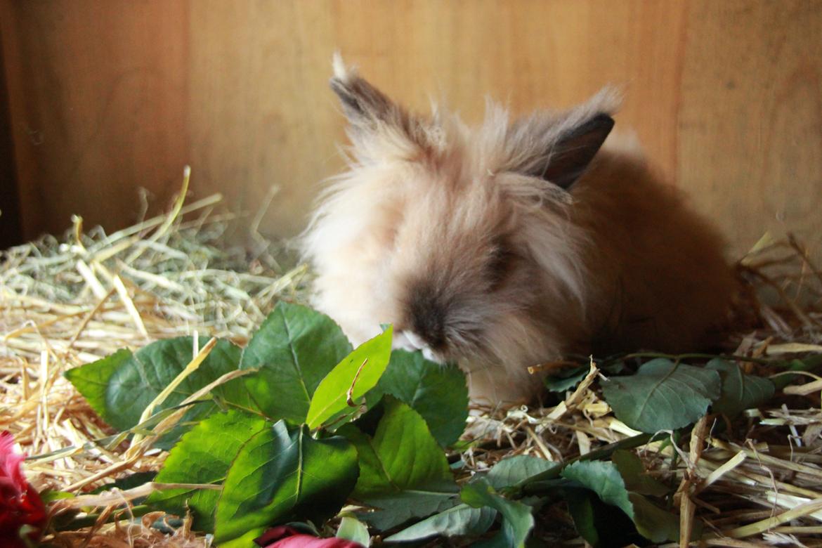 Kanin Prince Charming |Løvehoved/Teddy| billede 2