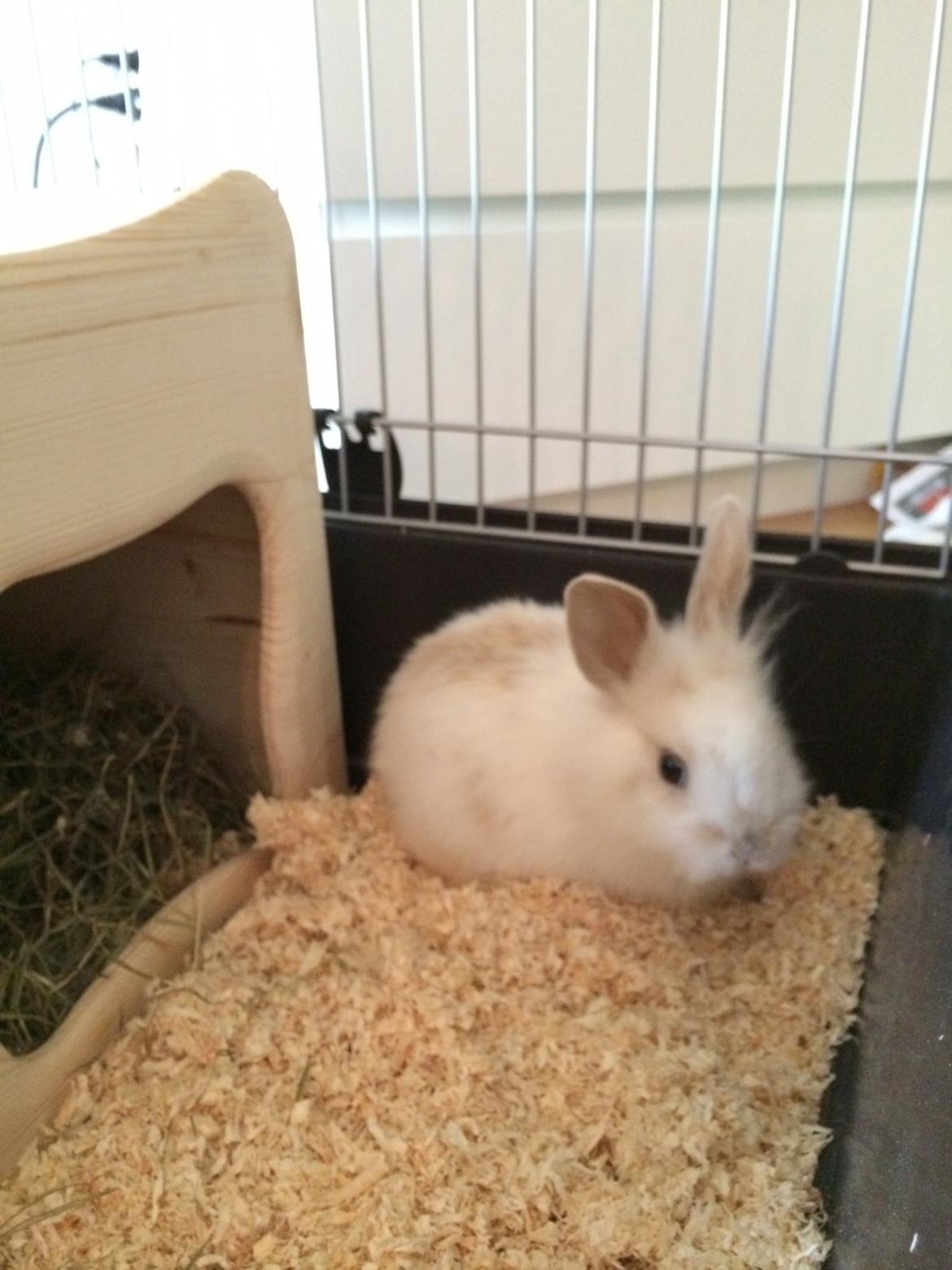 Kanin Silke billede 3