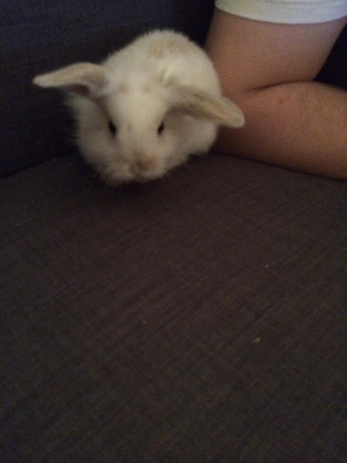 Kanin Silke billede 5