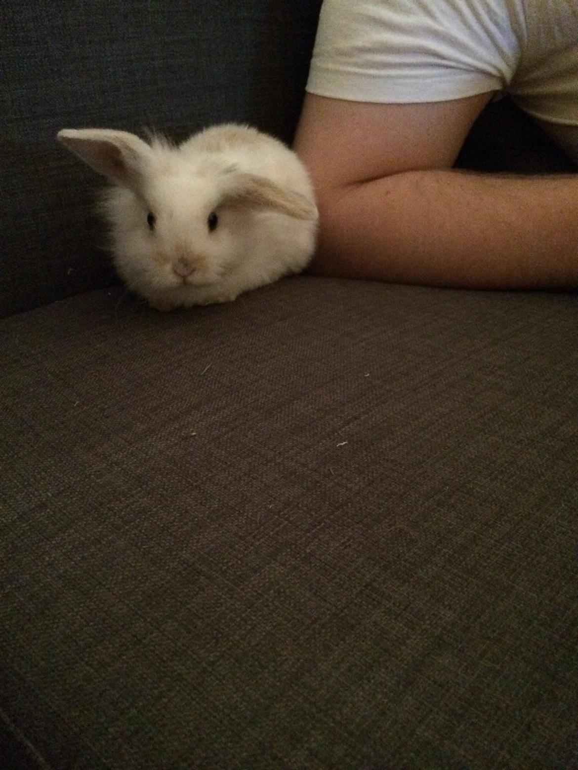 Kanin Silke billede 6