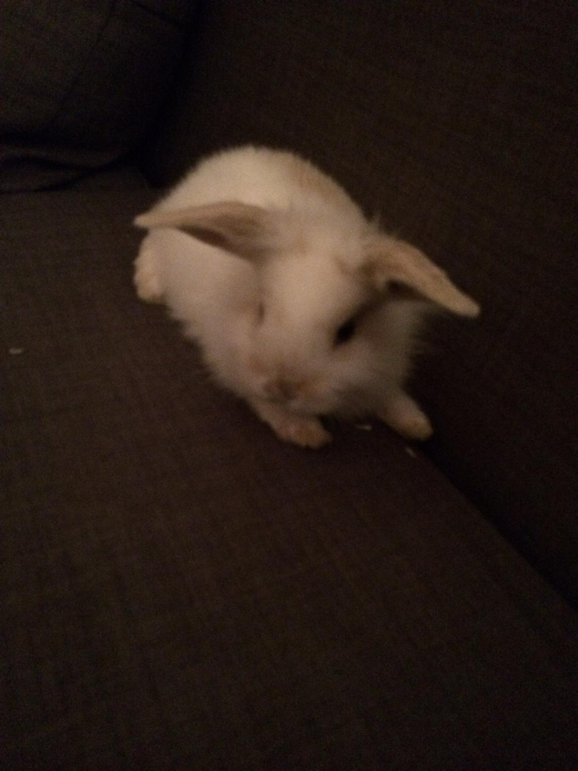 Kanin Silke billede 8