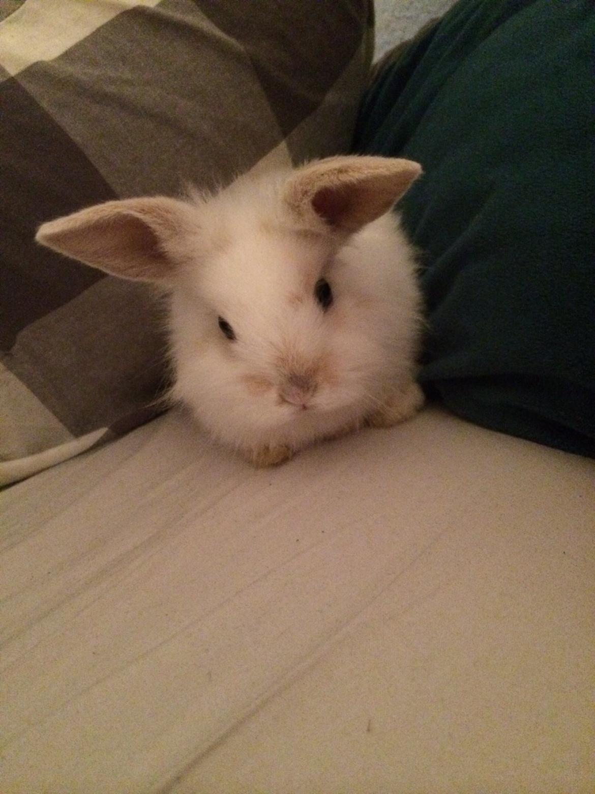 Kanin Silke billede 7