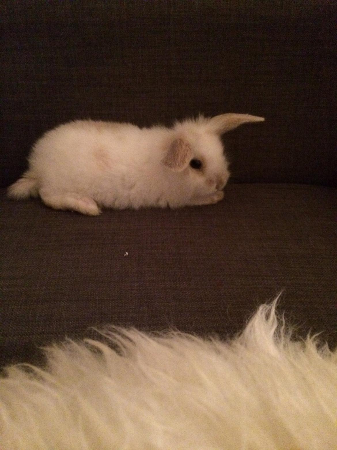 Kanin Silke billede 9