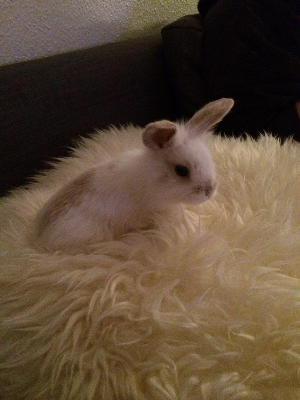 Kanin Silke billede 1