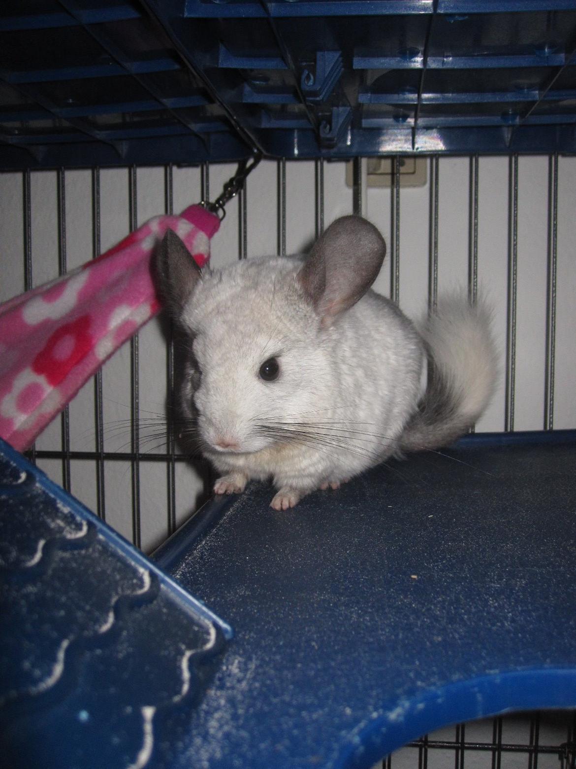 Chinchilla Chilla billede 1