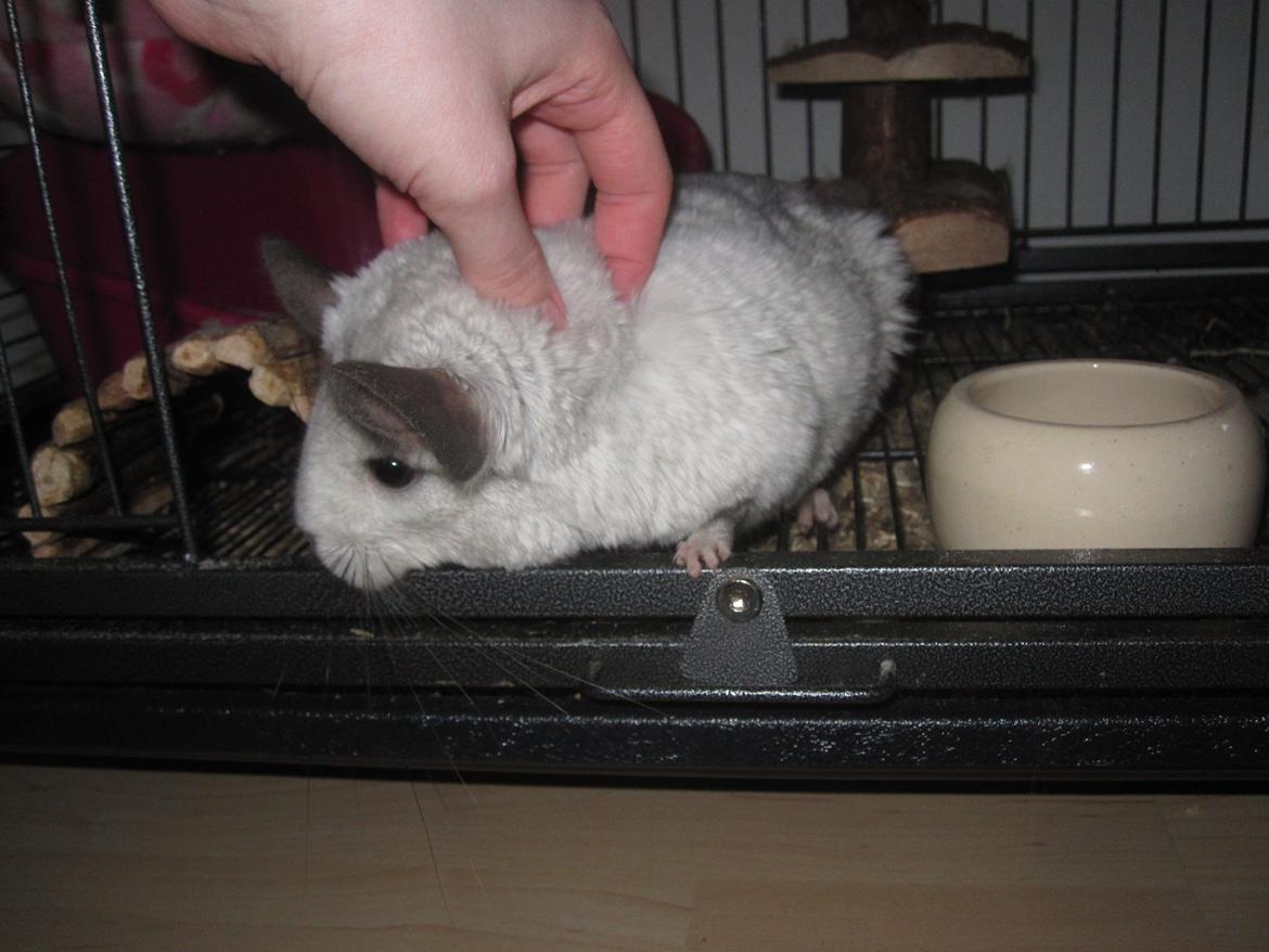 Chinchilla Chilla billede 3
