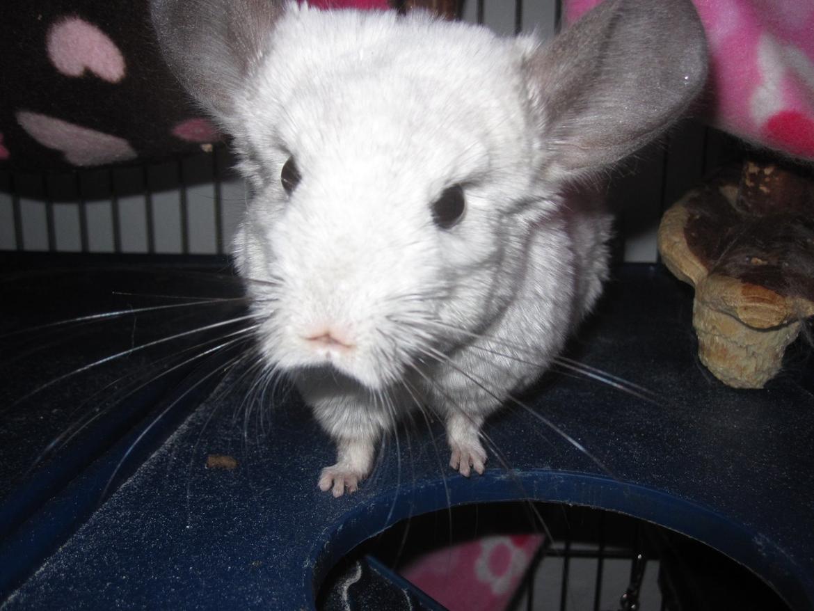 Chinchilla Chilla billede 2