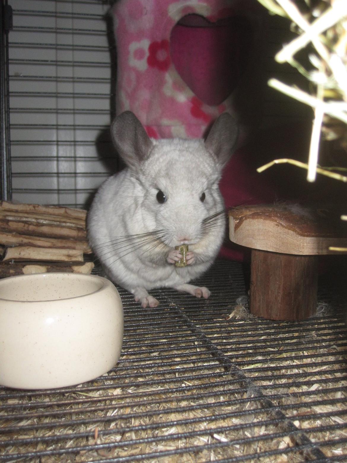 Chinchilla Chilla billede 4
