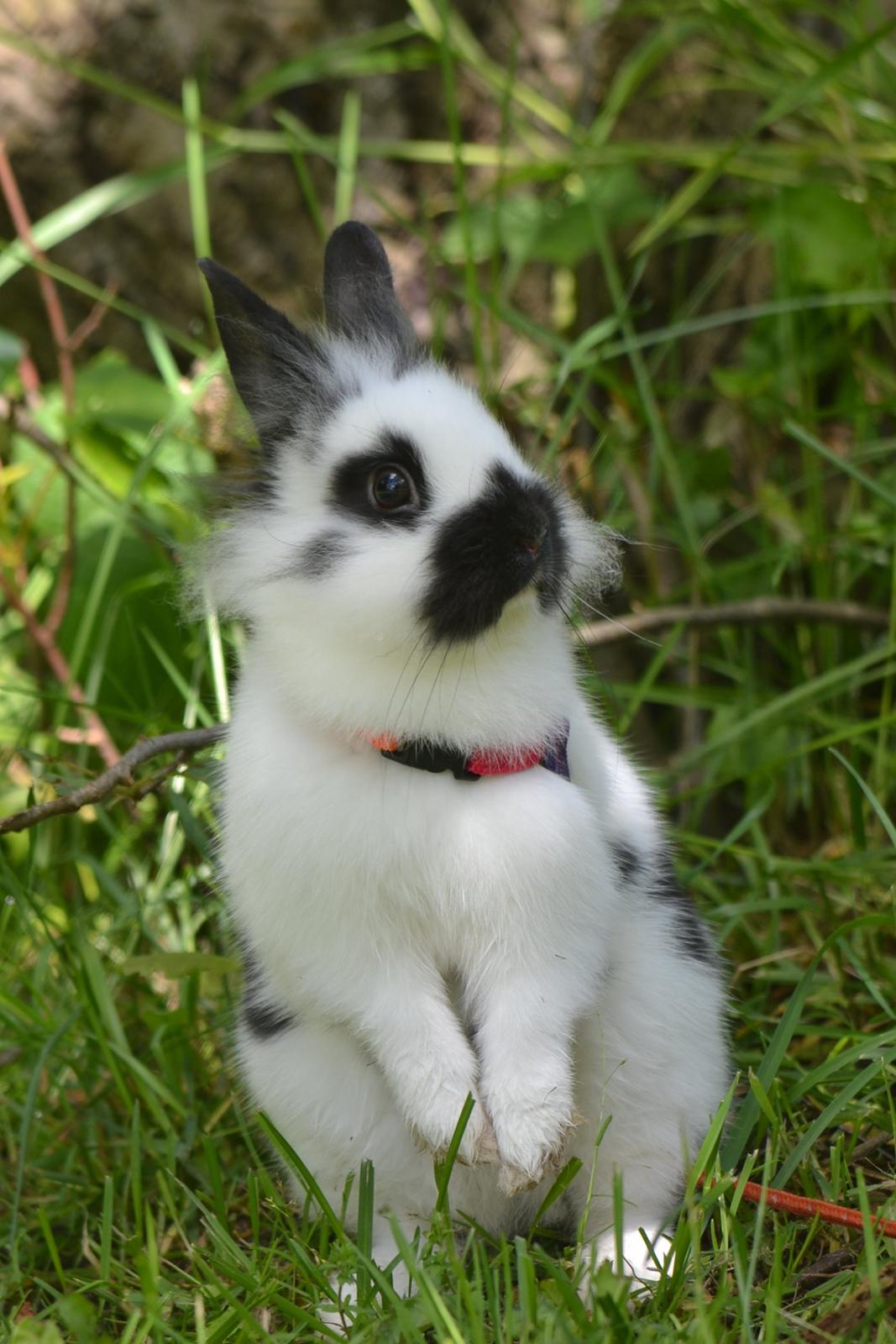 Kanin Kaninbandens Hero - Velkommen til Hero's profil! Jepsen Foto billede 1