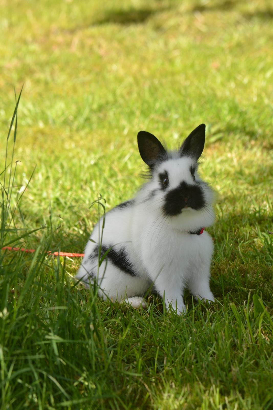 Kanin Kaninbandens Hero billede 3