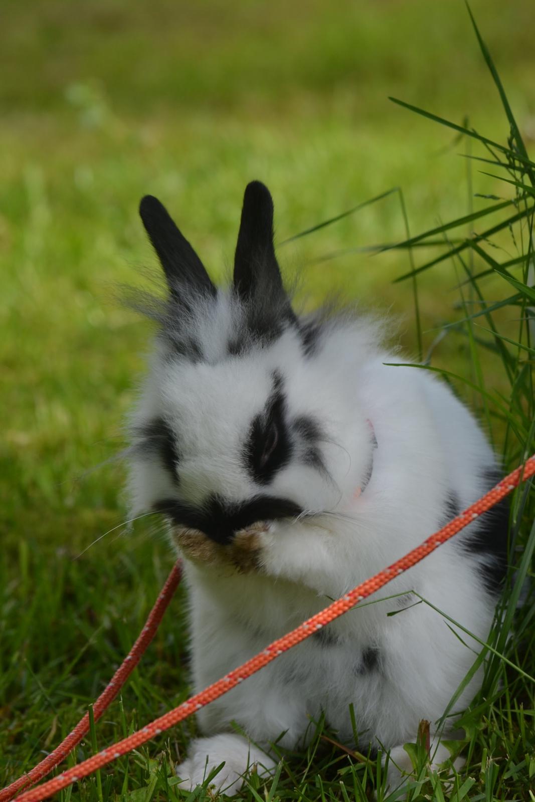 Kanin Kaninbandens Hero billede 6