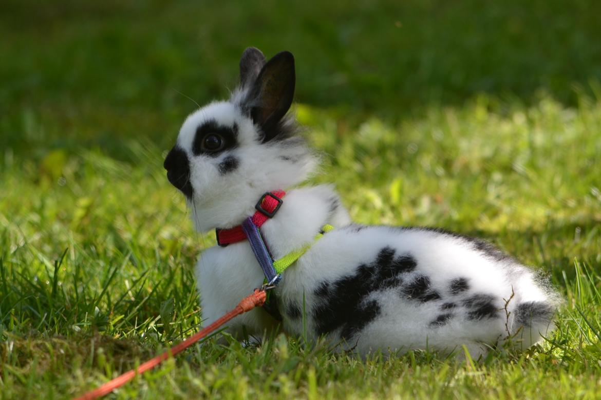 Kanin Kaninbandens Hero billede 8