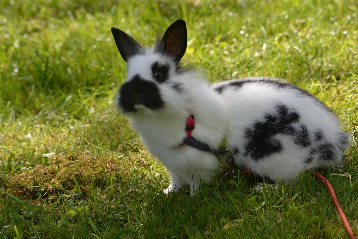 Kanin Kaninbandens Hero billede 10