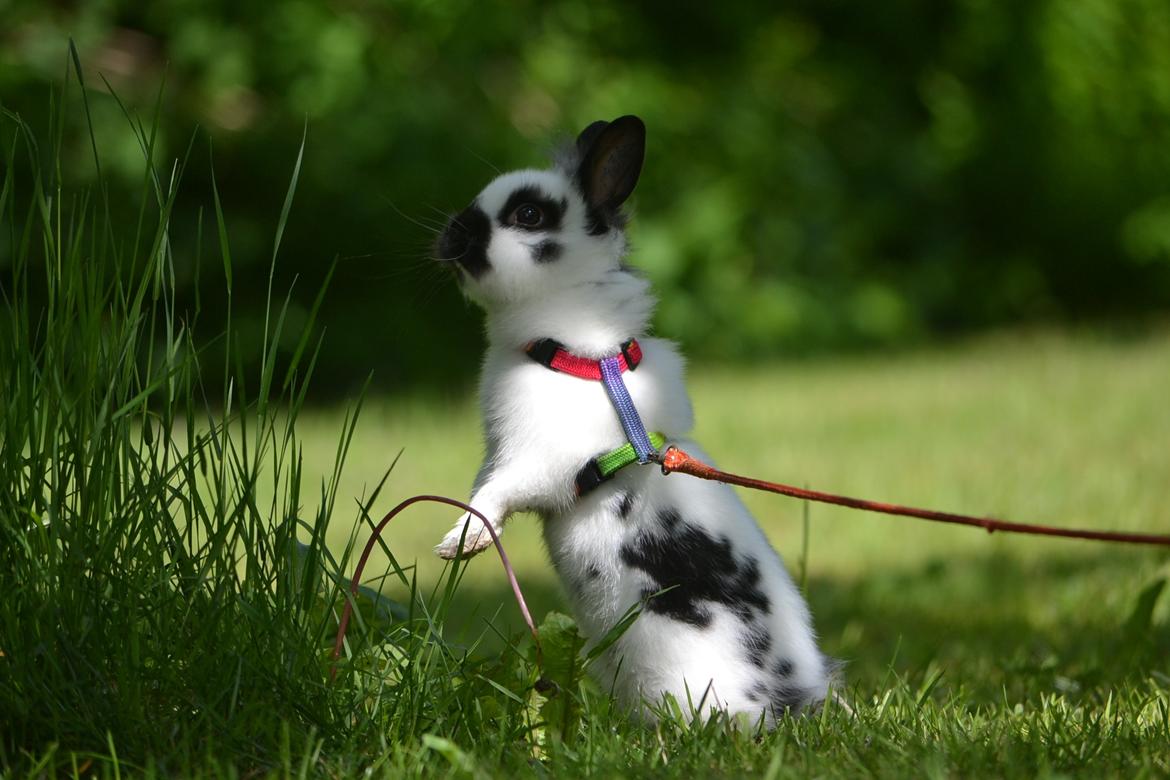 Kanin Kaninbandens Hero billede 12