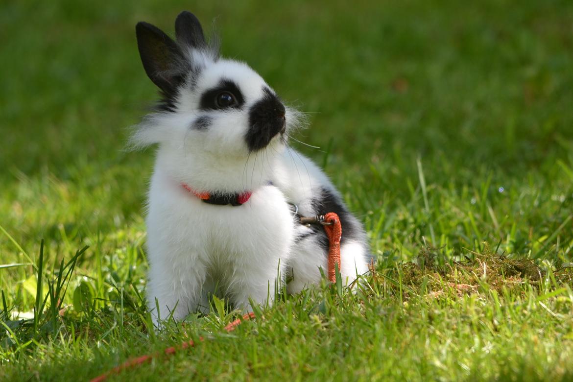 Kanin Kaninbandens Hero billede 14