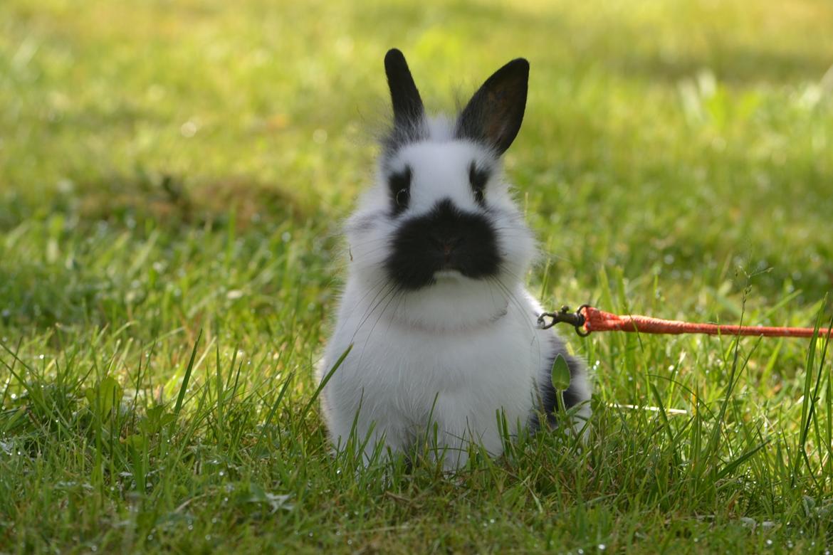 Kanin Kaninbandens Hero billede 15