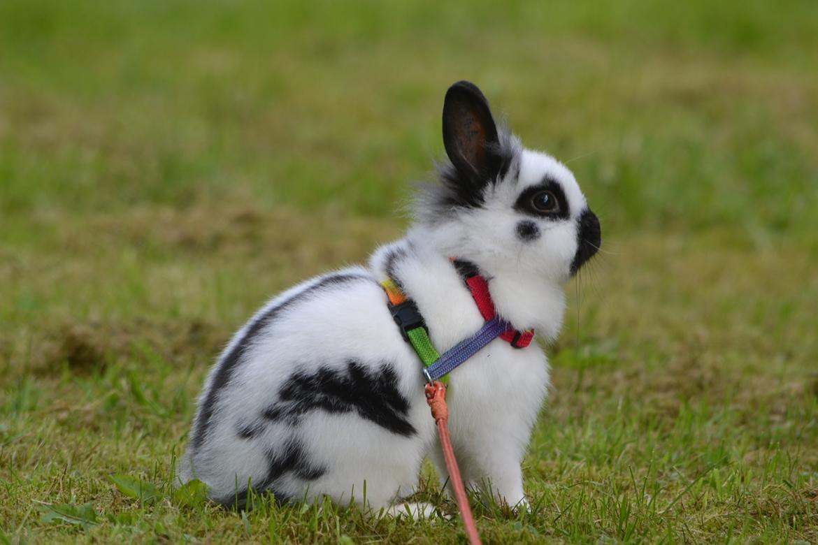 Kanin Kaninbandens Hero billede 16