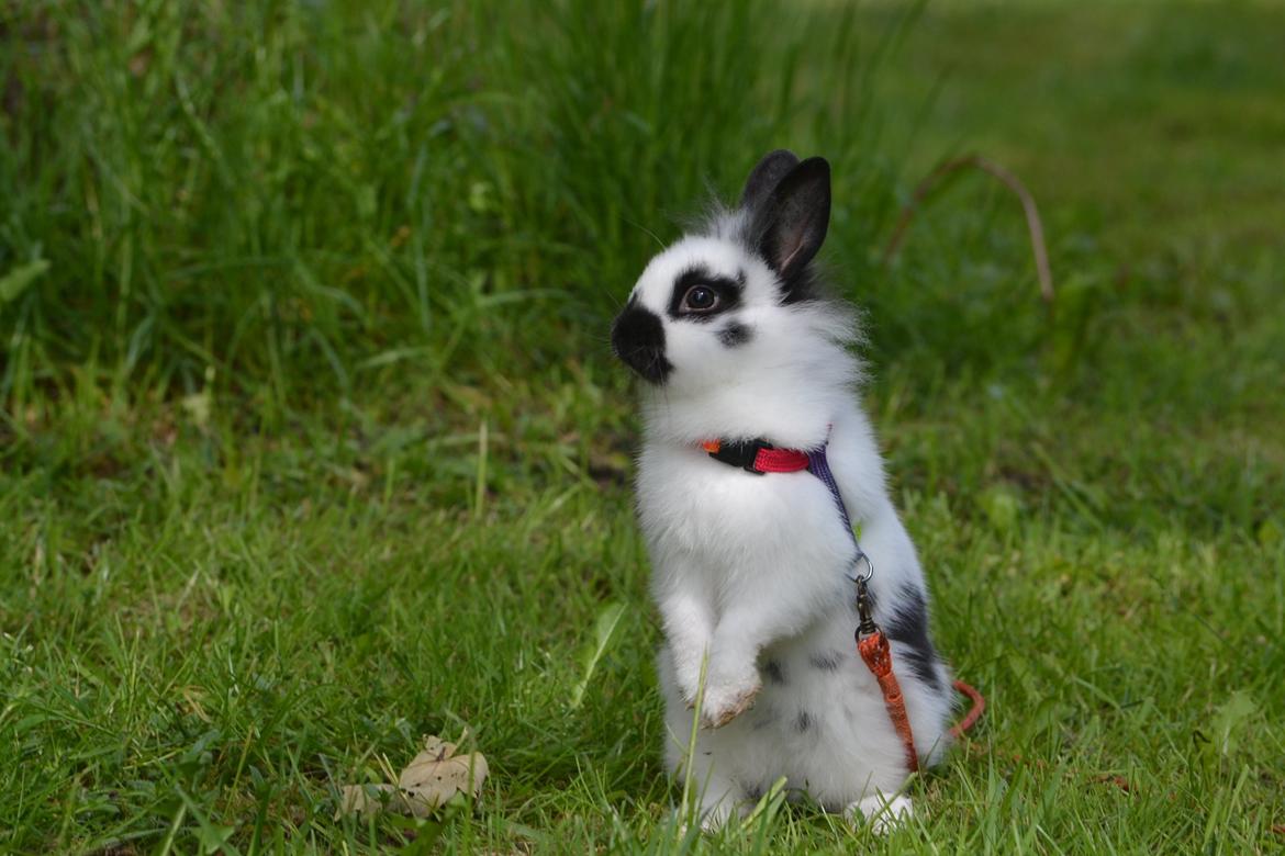 Kanin Kaninbandens Hero billede 17