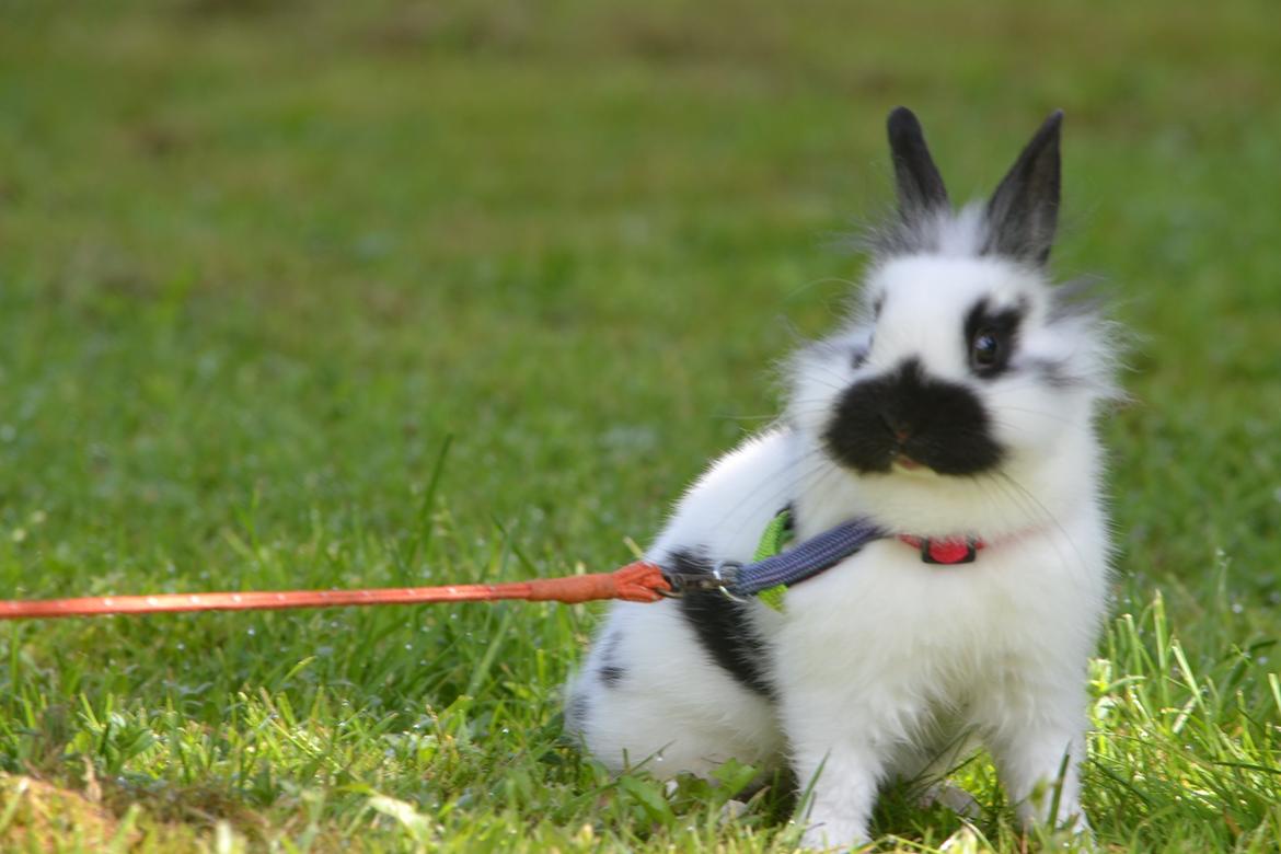 Kanin Kaninbandens Hero billede 18