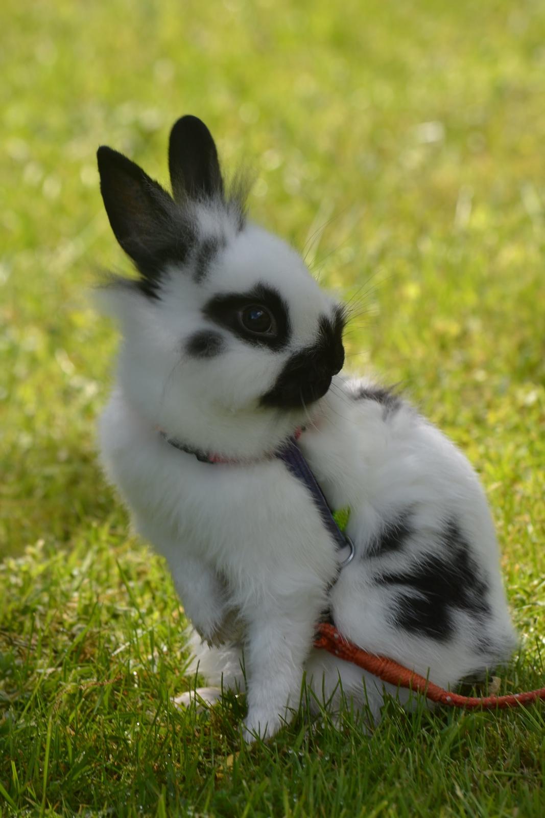 Kanin Kaninbandens Hero billede 19