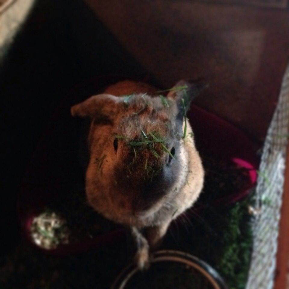 Kanin Cita billede 9