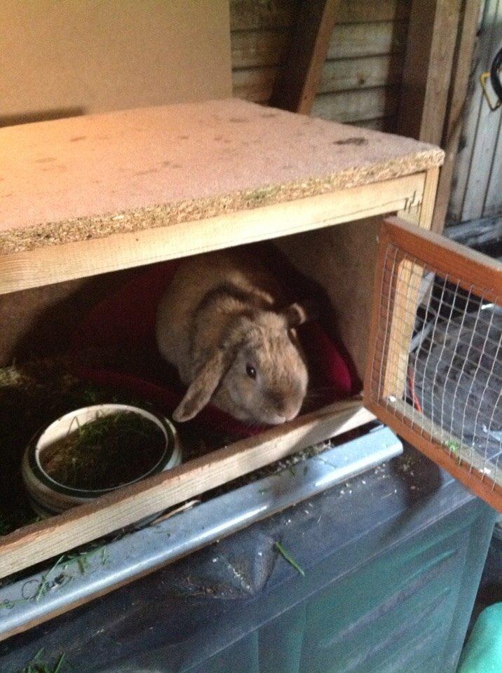 Kanin Cita billede 10