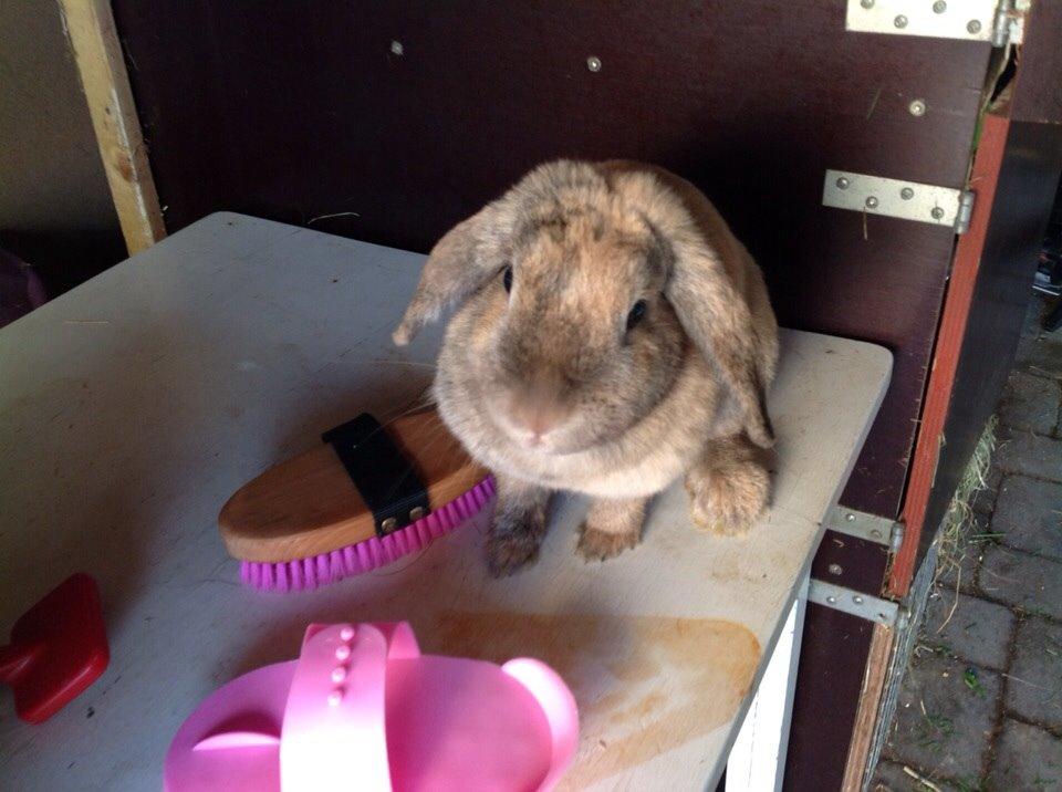 Kanin Cita billede 11