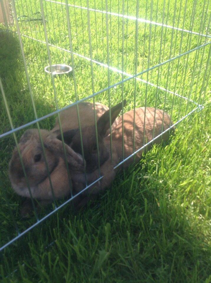 Kanin Cita billede 12