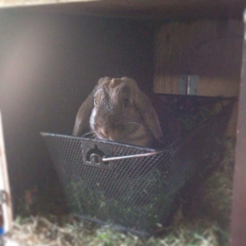 Kanin Trunte billede 8